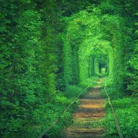 Ormandan Geçen Tren Yolları Ormandan Geçen Tren Yolları