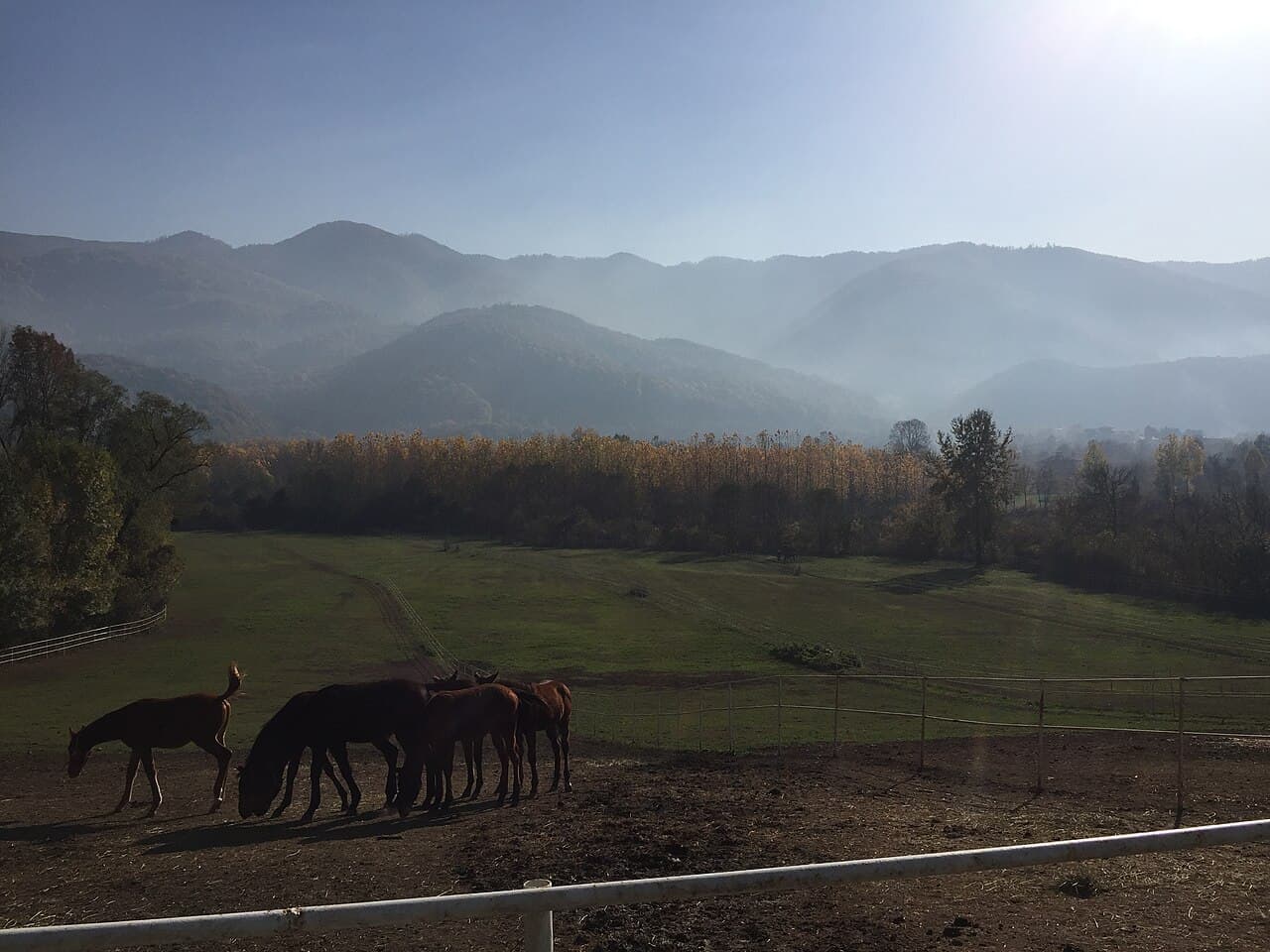 Düzce Merkez (Varış)