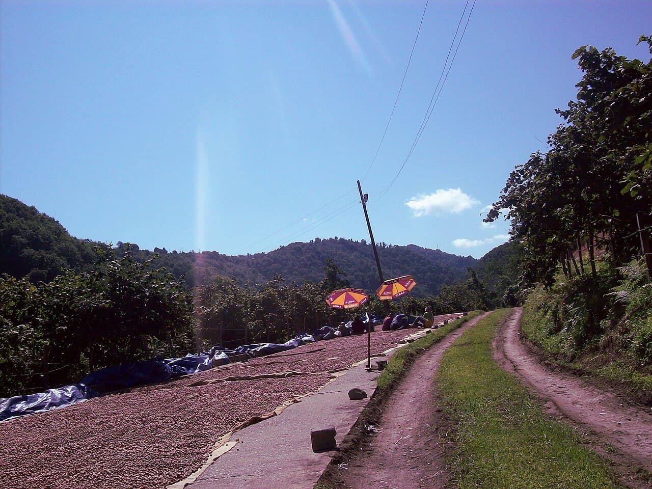 Keşap (Tombul Fındık)