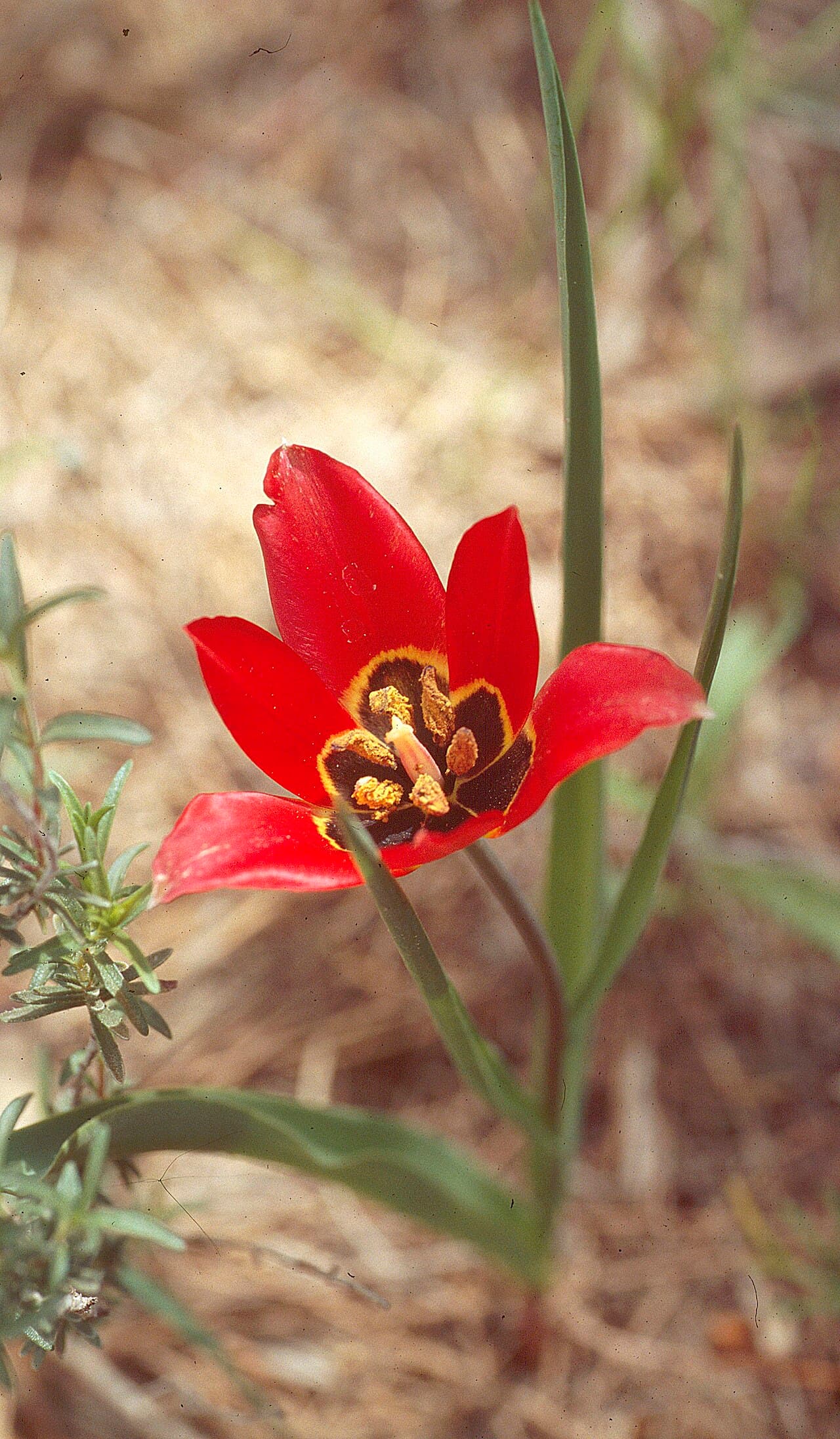 Muş Lalesi (Tulipa armena) — Doğal Yataklar