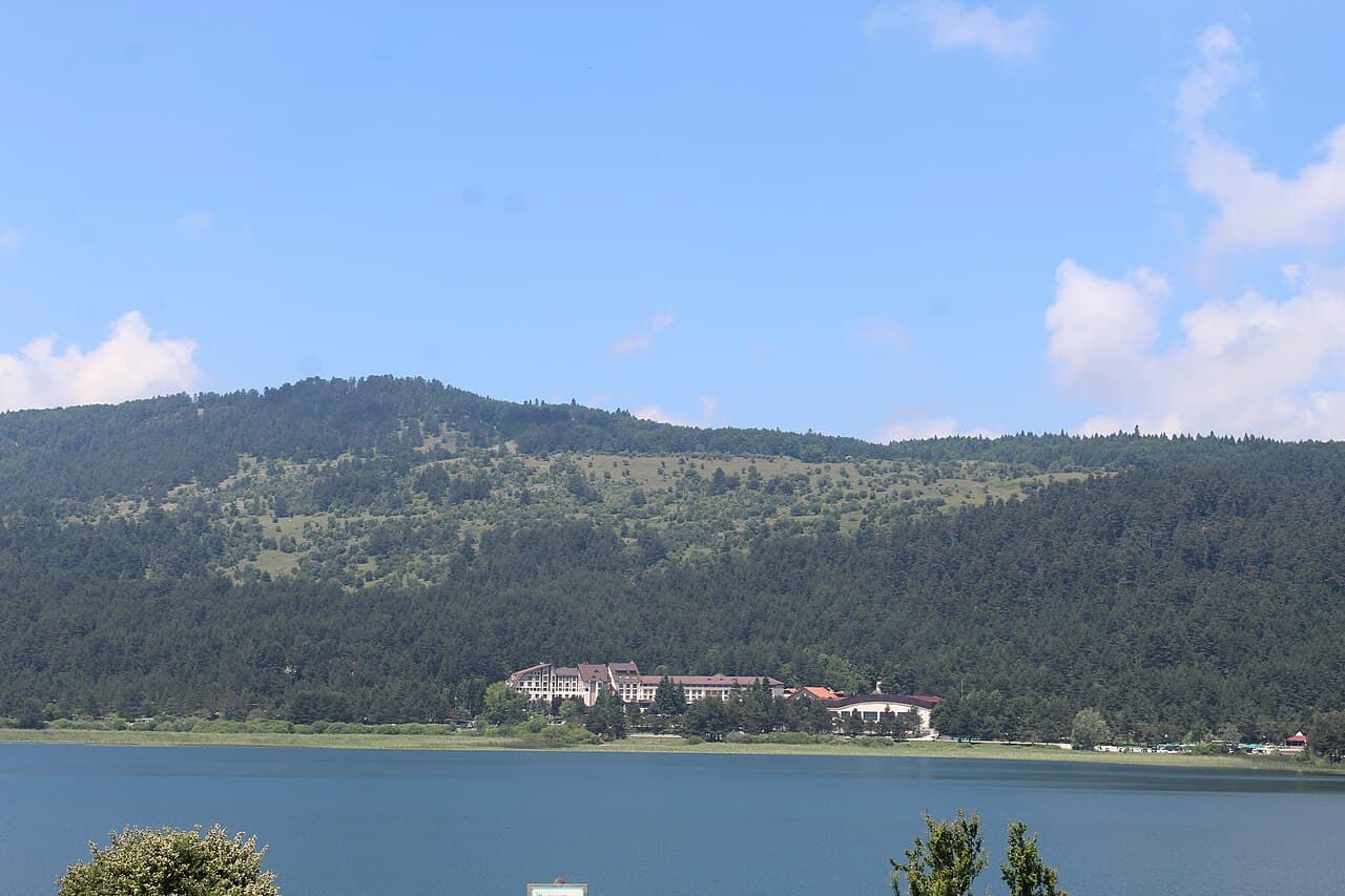 Bolu (Çam Ormanları)