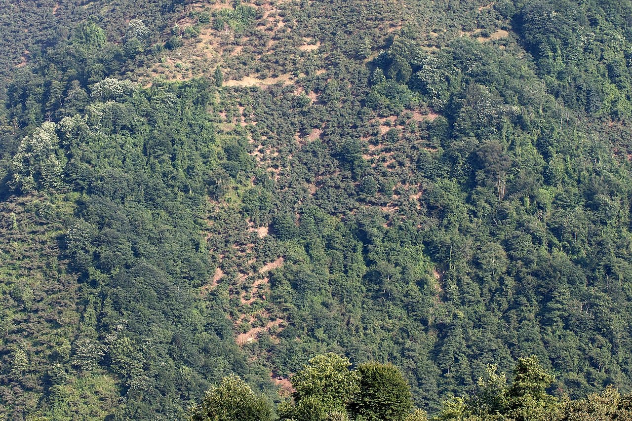 Tombul Fındık Bahçeleri (Keşap)