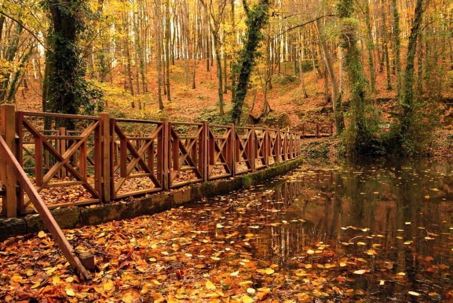 Belgrad Ormanı Fotoğrafları