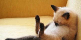 Uyuyan Uykucu Hayvanlar