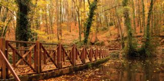 Belgrad Ormanı Fotoğrafları